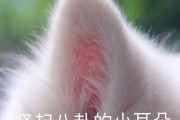 希音电商
:下载量超越亚马逊，估值达3000亿，低调的中国电商SHEIN做对了什么？