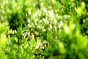 春天景色短视频(春天的图片春天景色的视频)