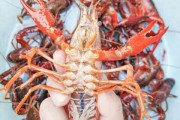 中科电商谷
:全国运动式搞虾稻种植，2019小龙虾价格会悬崖式下滑吗？