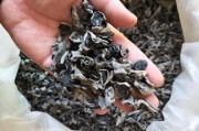 中国食用菌电商
:食用菌在产业扶贫中的重要作用体现在哪些方面？