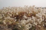 蒹葭什么意思(楼外蒹葭什么意思)