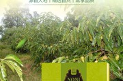 诺丽果酵素的功效(酵素精华液作用和功效)