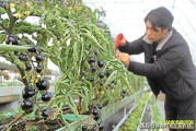 种什么最赚钱(农作物种植什么赚钱)
