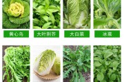 蔬菜种类大全(蔬菜的图片大全)