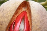 豆蔻年华什么意思(十三岁豆蔻年华什么意思)