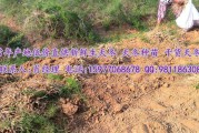 药材种植利润(现在种药材赚钱吗)