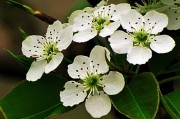 梨花什么季节开(梨花开在什么季节)
