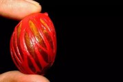 豆蔻年华是什么意思(豆蔻年华是什么意思呢 新闻)
