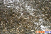 养什么赚钱(农村养什么能挣钱)
