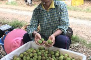 电商分销
:怎样把我的农产品推荐到电商那里分销？