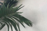 什么是ins(什么是instagram)