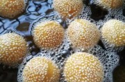麻圆怎么做的视频教程(做肉圆视频教程)