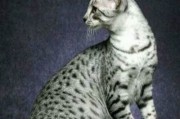 埃及猫跳舞(埃及猫跳舞视频免费观看)