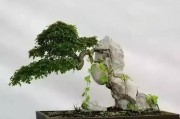 抱石盆景制作视频(附石盆景制作开槽视频)