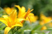 忘忧草是什么(忘忧草是什么植物的别称)