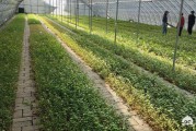 电商基地
:内容电商时代水果种植基地如何拓展销路？