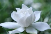 白莲花是什么意思(白莲花是什么意思 白莲花是骂人吗)