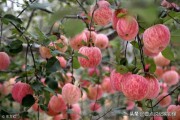 电商文案
:怎样编一个好的文案,把苹果卖出去? 电商文案
:怎样编一个好的文案,把苹果卖出去?