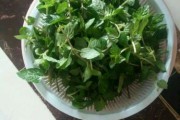 高州凉粉草的做法视频(新鲜凉粉草的做法视频)