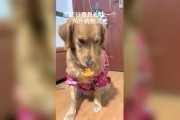 搞笑短视频15秒(搞笑短视频表情包15秒)