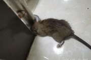 老鼠怎么消灭(地里的老鼠怎么消灭)