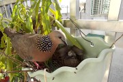 雏鸟短视频老版本(雏鸟vlog短视频)