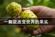 诺丽果的功效与作用(诺丽果的功效与作用)