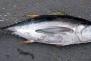 哪些鱼是深海鱼(海鱼有哪些品种)