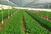 大棚菜(大棚菜和露天菜的营养价值)