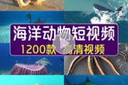 动物世界短视频(动物世界短视频下载)