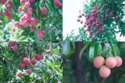 荔枝宣传视频(荔枝宣传广告)