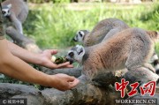 动物园饲养员(动物园饲养员日常工作)