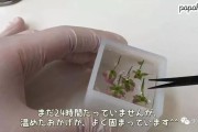 标本制作视频(鸡标本制作视频过程)