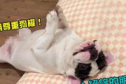 滚犊子什么意思(女人说男人滚犊子什么意思)
