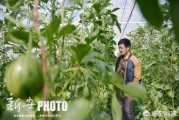 合肥蔬菜电商
:合肥周边，哪里可以带孩子体验自己种蔬果的生活？