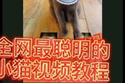 好逗短视频(好的短视频内容)