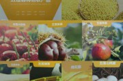 五莲电商(五莲电商孙明浩)