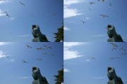 海鸥短视频(海鸥短视频素材)