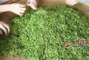 碧螺春的制作过程视频(碧螺春红茶制作过程)