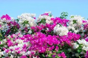 花友短视频(花绽放的短视频)