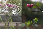 美丽景色短视频(祖国山河的美丽景色视频)