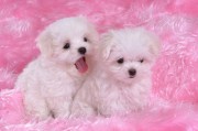 卷毛比雄犬(卷毛比雄犬 会长大吗)