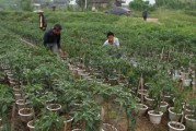 种植致富项目(创业种植什么可以赚钱)