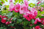 花花的短视频(花花短视频红包版)