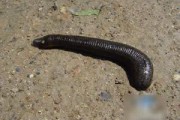 蚂蝗是什么(蚂蝗是什么生物)