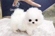 适合家养的小型犬(适合家养的小型犬)