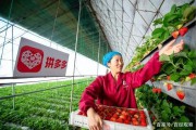 拼多多新电商开创者(拼多多新电商开创者怎么打单)