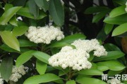 石楠花花语(苏格兰石楠花花语)