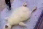 臭宝是什么意思(男生叫女生臭宝是什么意思)