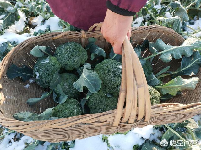 农产品电商,哪些平台入手快?